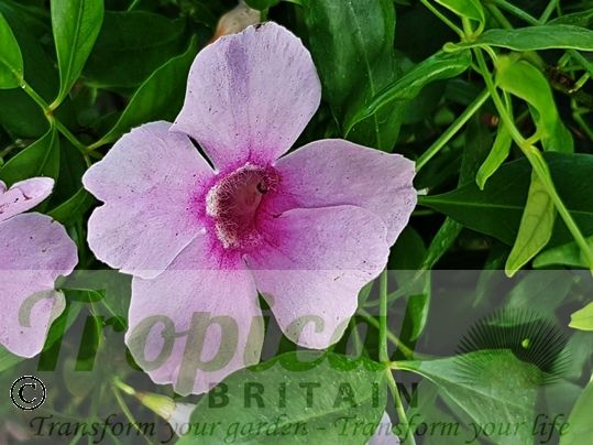 Pandorea jasminoides