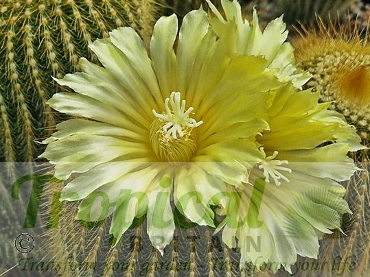 Parodia leninghausii