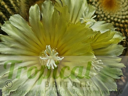 Parodia leninghausii
