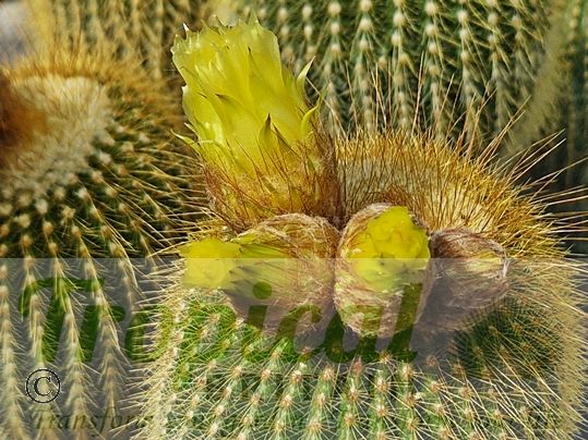 Parodia leninghausii