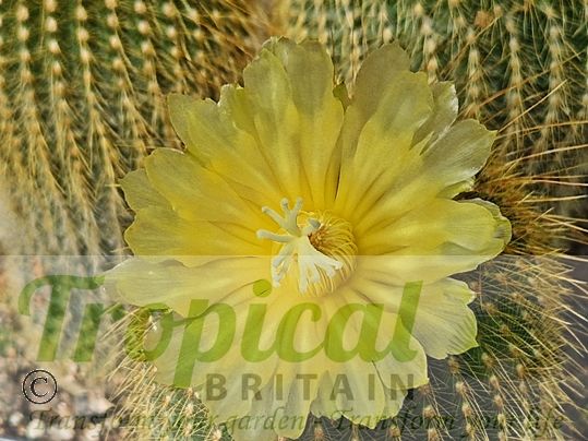 Parodia leninghausii