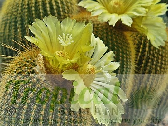 Parodia leninghausii