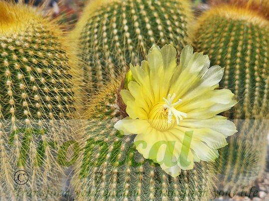 Parodia leninghausii