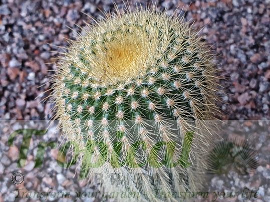 Parodia leninghausii