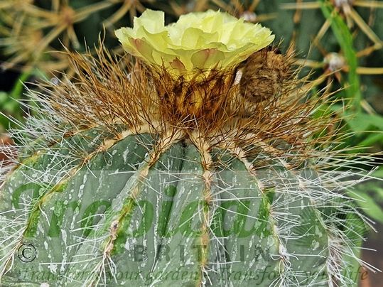 Parodia magnifica