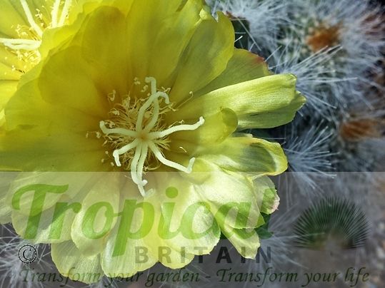 Parodia magnifica
