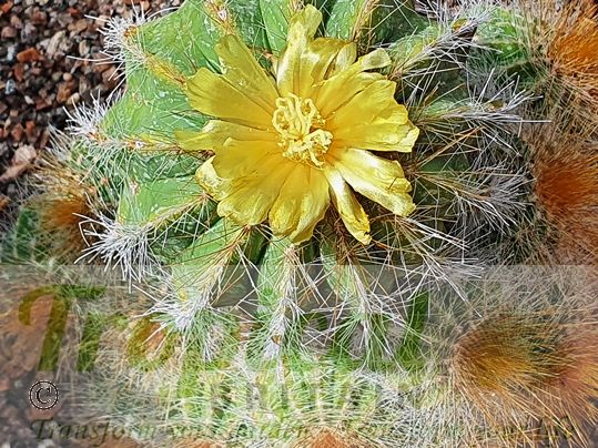 Parodia magnifica