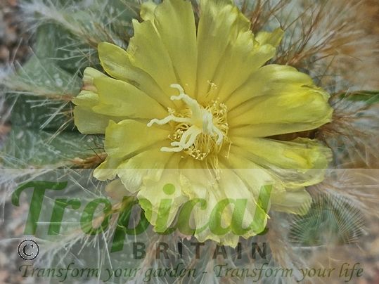 Parodia magnifica
