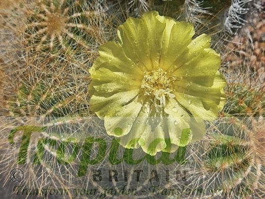 Parodia magnifica