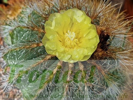 Parodia magnifica