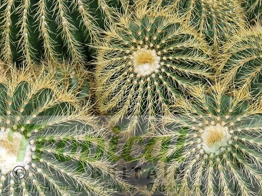 Parodia warisii