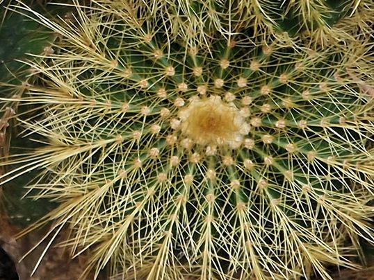 Parodia warisii