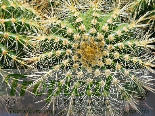 Parodia warisii