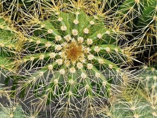 Parodia warisii