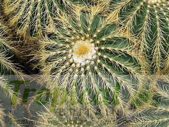 Parodia warisii