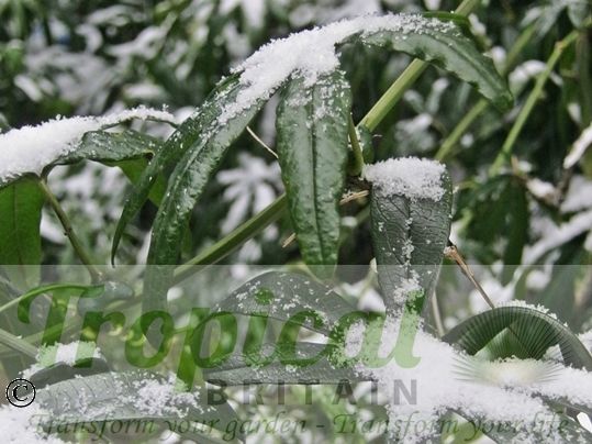 Passiflora caerulea in the snow