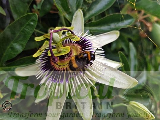 Passiflora caerulea