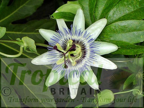 Passiflora caerulea - flower detail