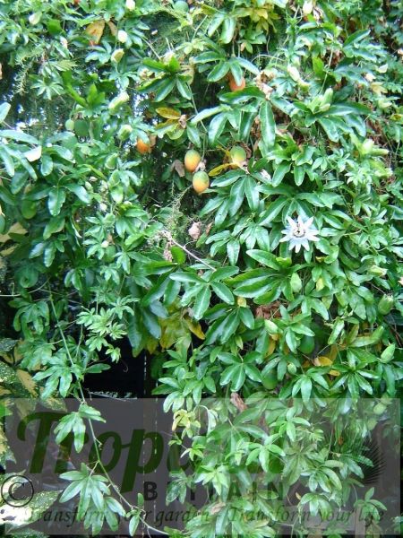 Passiflora caerulea - large tree-covering drifts