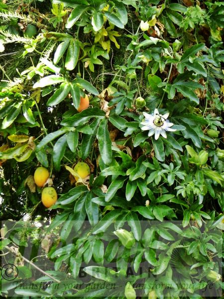 Passiflora caerulea - edible fruit