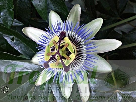 Passiflora caerulea