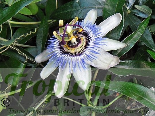 Passiflora caerulea
