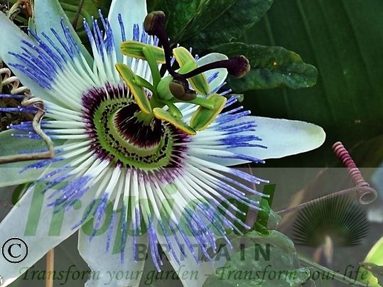Passiflora caerulea