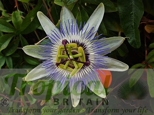 Passiflora caerulea