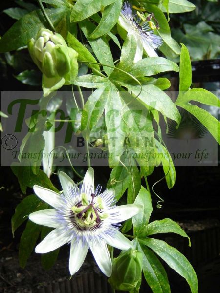 Passiflora caerulea