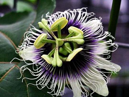 Passiflora edulis - Image: PD USDA ARS