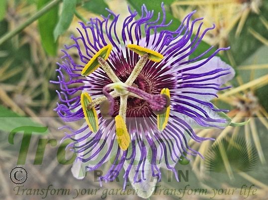 Passiflora 'Purple Haze'