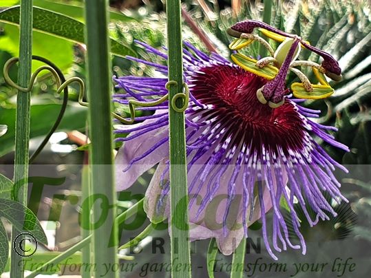 Passiflora 'Purple Haze'
