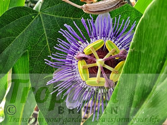 Passiflora 'Purple Haze'