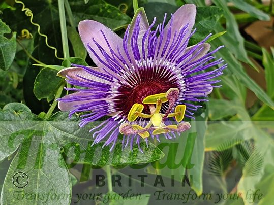Passiflora 'Purple Haze'