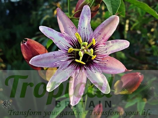 Passiflora x violacea 'Victoria'