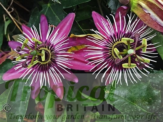 Passiflora x violacea 'Victoria'