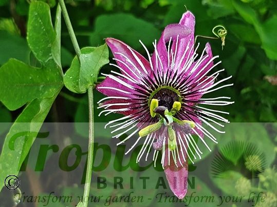 Passiflora x violacea 'Victoria'