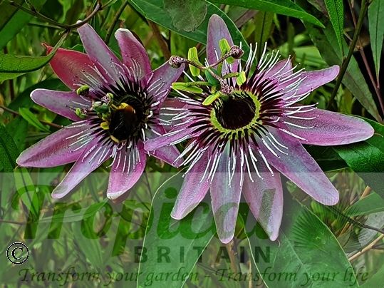 Passiflora x violacea 'Victoria'