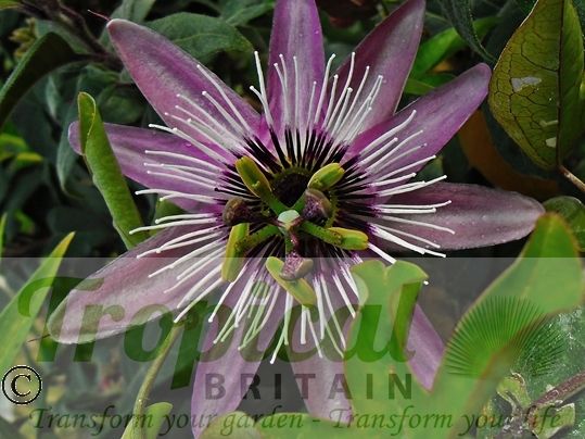 Passiflora x violacea 'Victoria' 