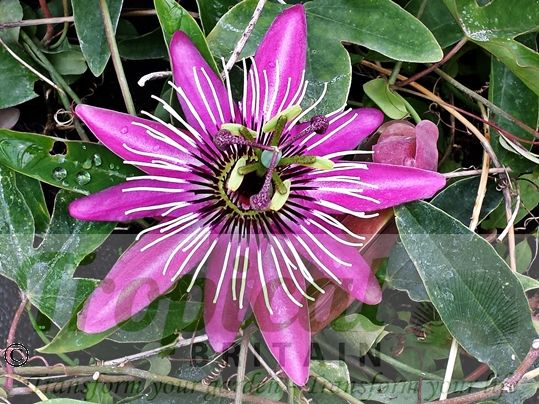 Passiflora x violacea 'Victoria' 