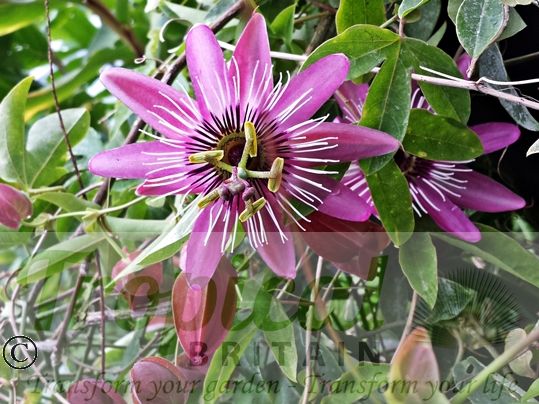 Passiflora x violacea 'Victoria' 
