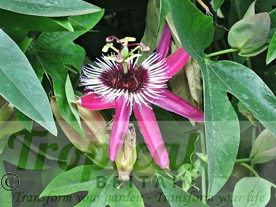 Passiflora x violacea 'Victoria' 