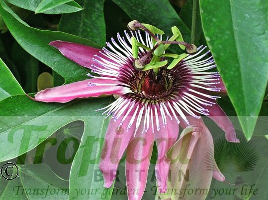 Passiflora x violacea 'Victoria' 
