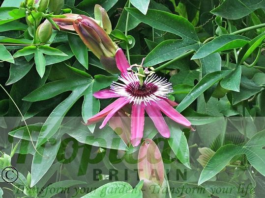 Passiflora x violacea 'Victoria' 
