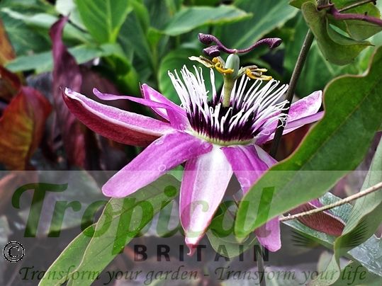 Passiflora x violacea 'Victoria' 