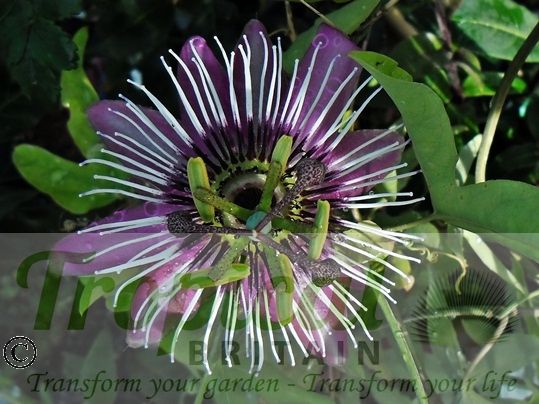 Passiflora x violacea 'Victoria' 