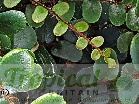 Pellaea rotundifolia