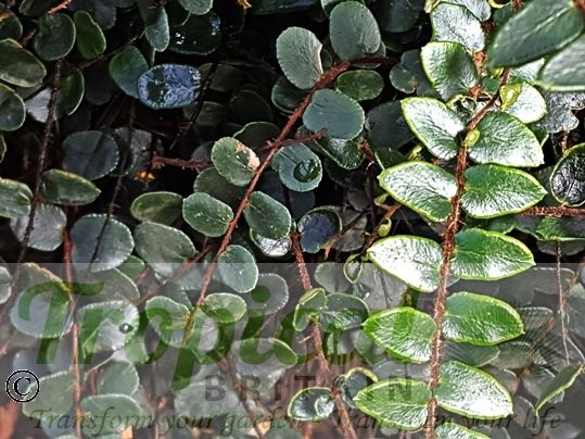Pellaea rotundifolia