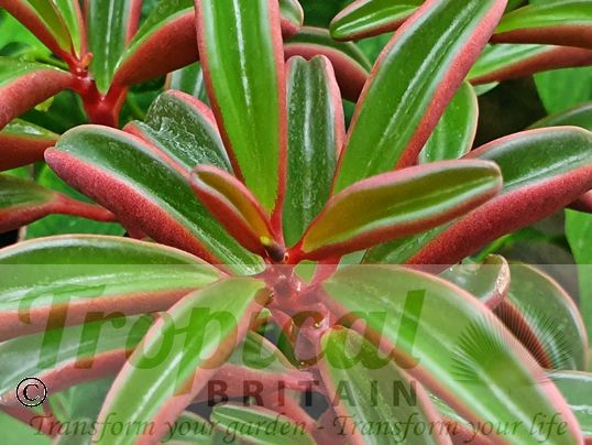 Peperomia graveolens