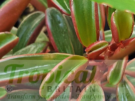 Peperomia graveolens